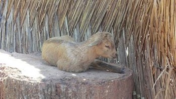 ヤギ