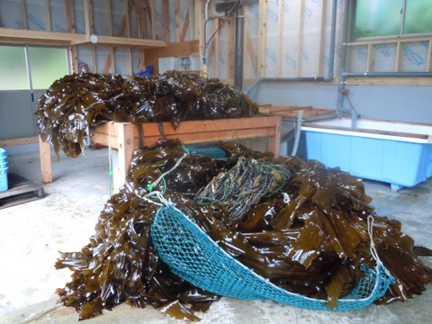 タツミ食品