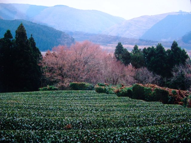 矢部園