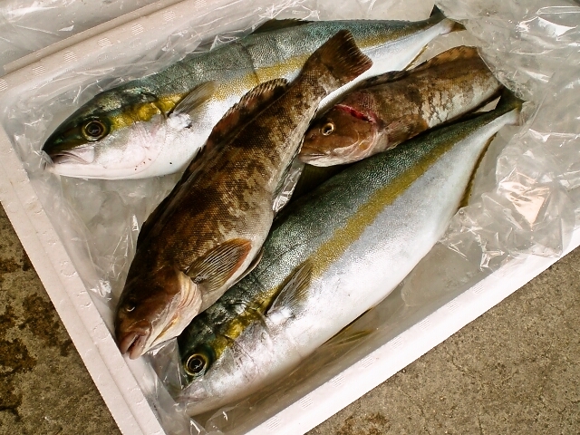 魚