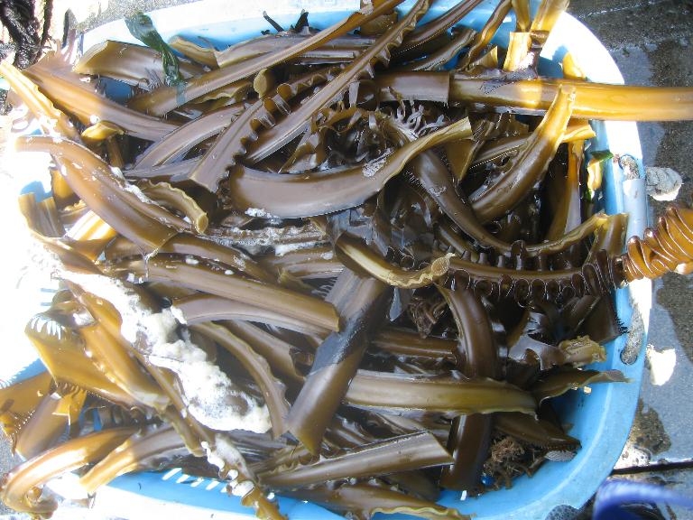 タツミ食品わかめ1