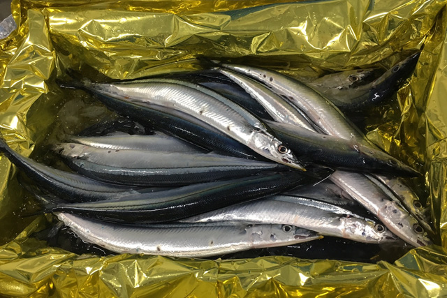 【100セット限定】女川港水揚げ秋刀魚！15尾コース