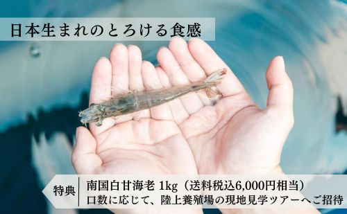 完全国内生産 南国白甘海老ファンド