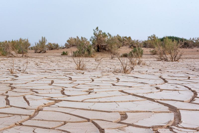 国際移住機関（国連IOM）支援寄付